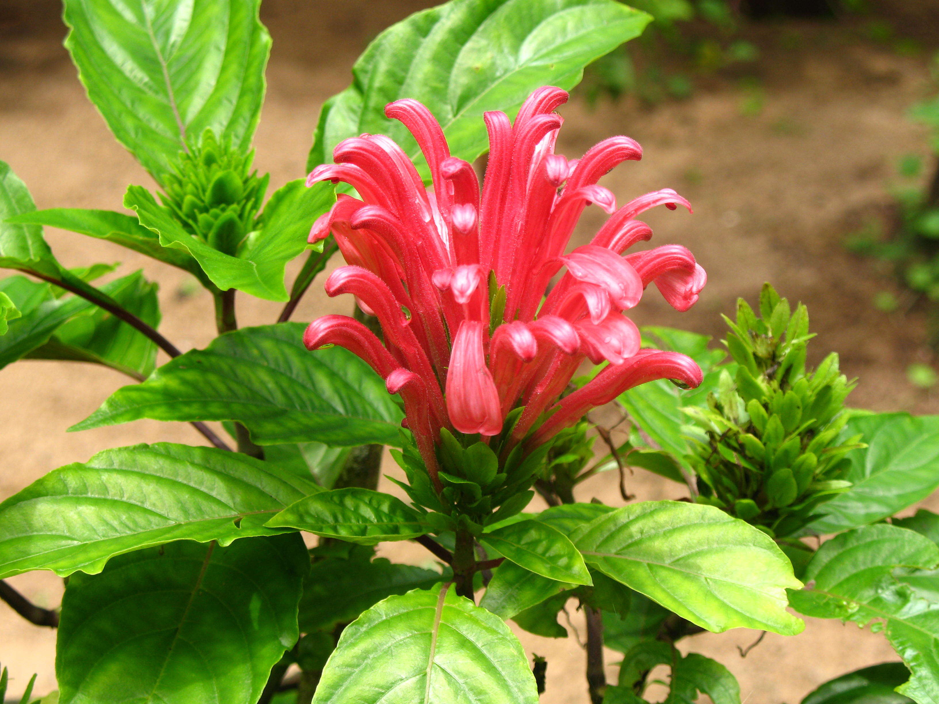 Image of Brazilian-plume