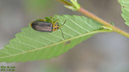 Xanthogaleruca aenescens (Fairmaire 1878) resmi