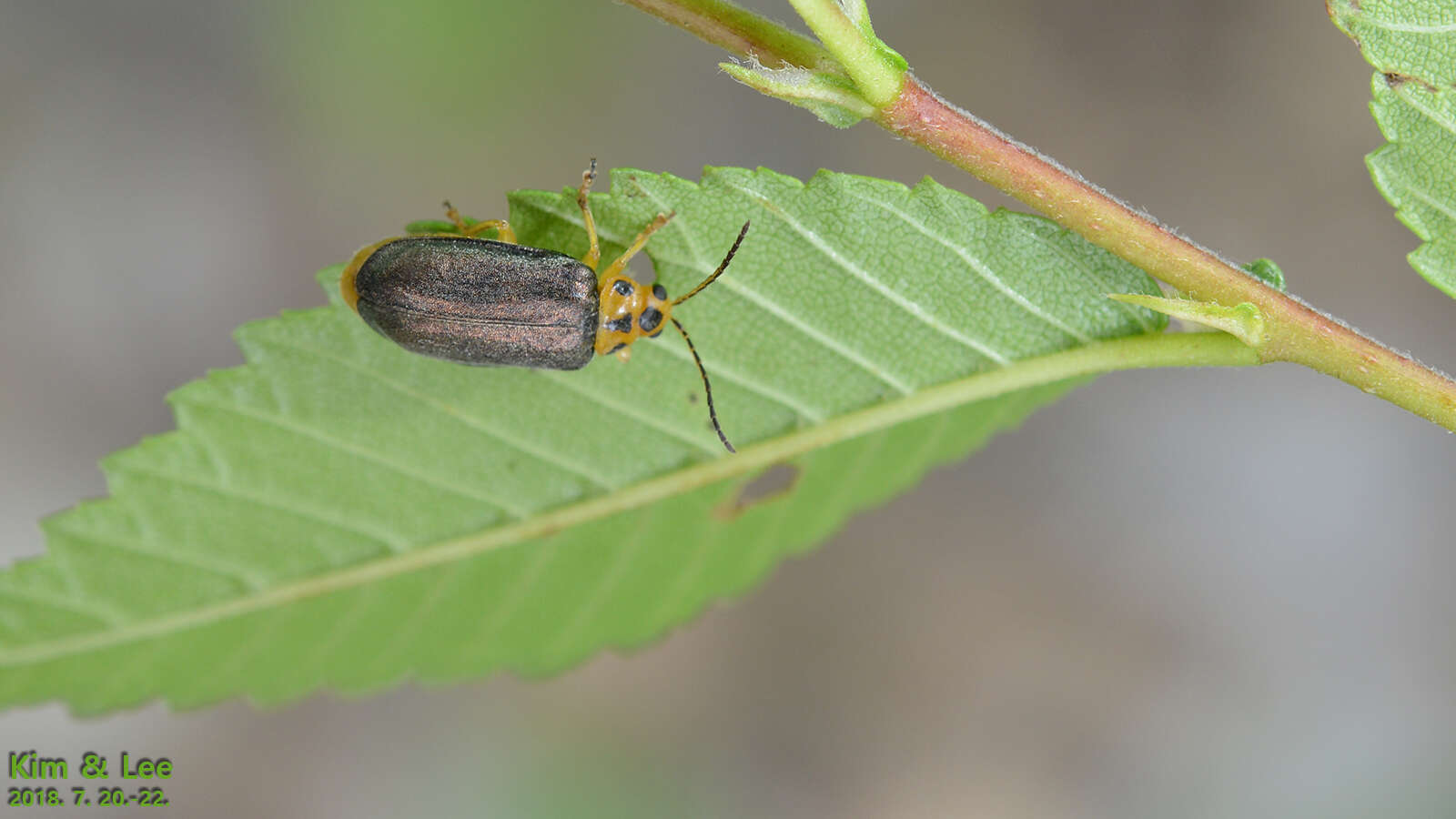 Xanthogaleruca aenescens (Fairmaire 1878) resmi