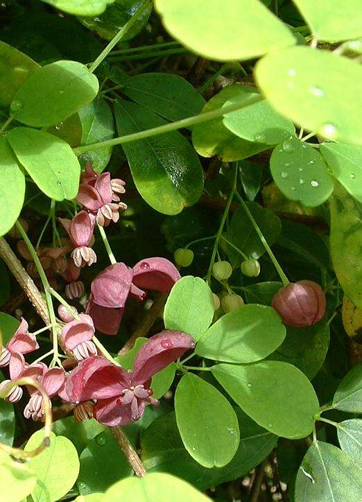 Image of chocolate vine