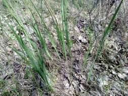 Image of Iris pontica Zapal.