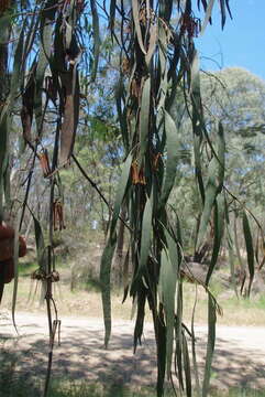 Imagem de Amyema pendula (Sieb. ex DC.) Tieghem