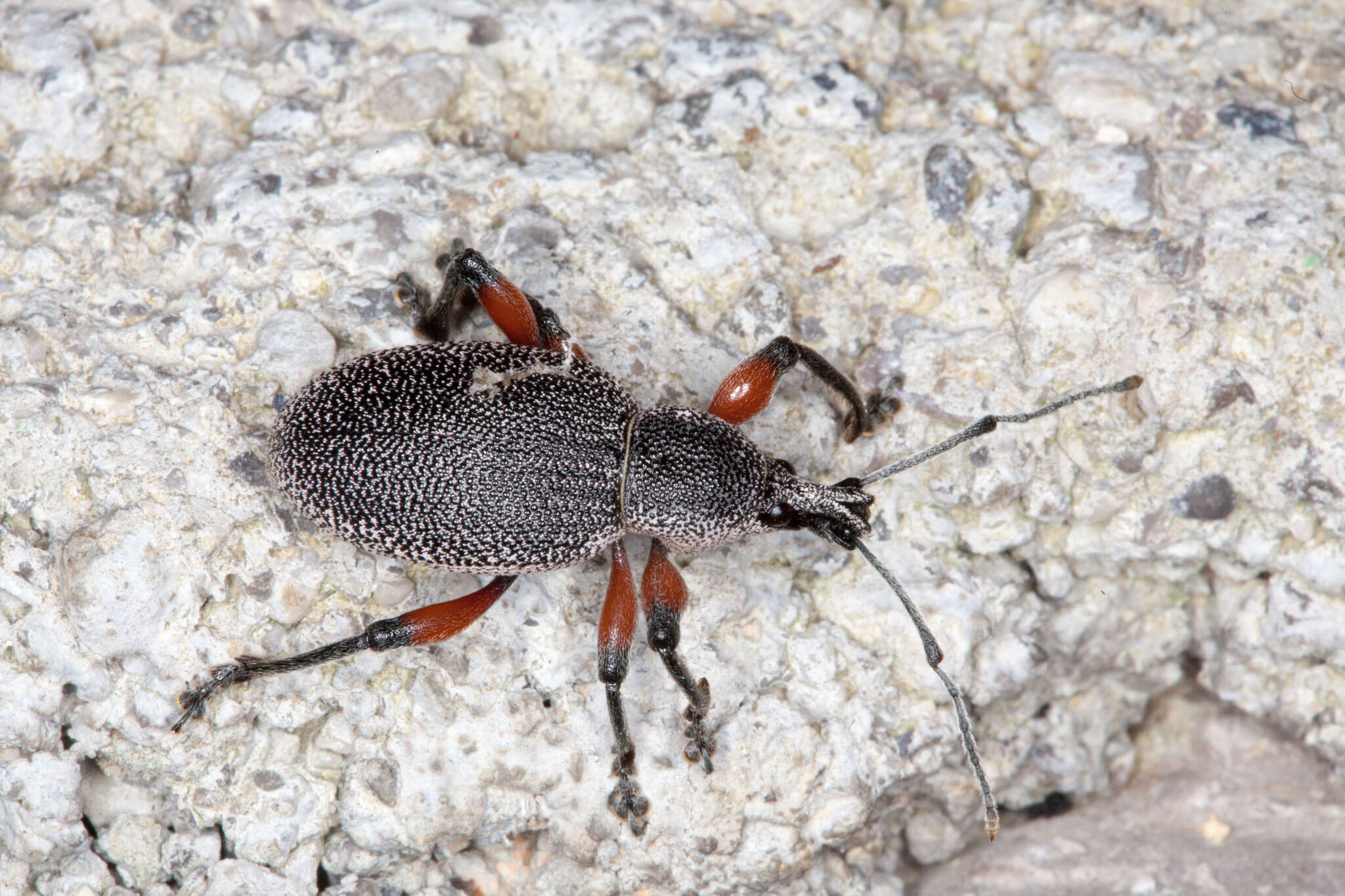 Imagem de Otiorhynchus (Otiorhynchus) cardiniger (Host 1789)