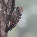 Image of Brown-fronted Woodpecker