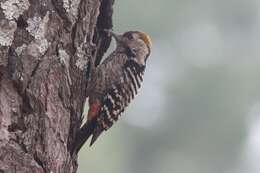 Image of Brown-fronted Woodpecker