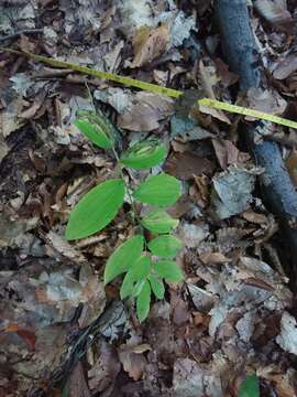 Polygonatum pubescens (Willd.) Pursh resmi