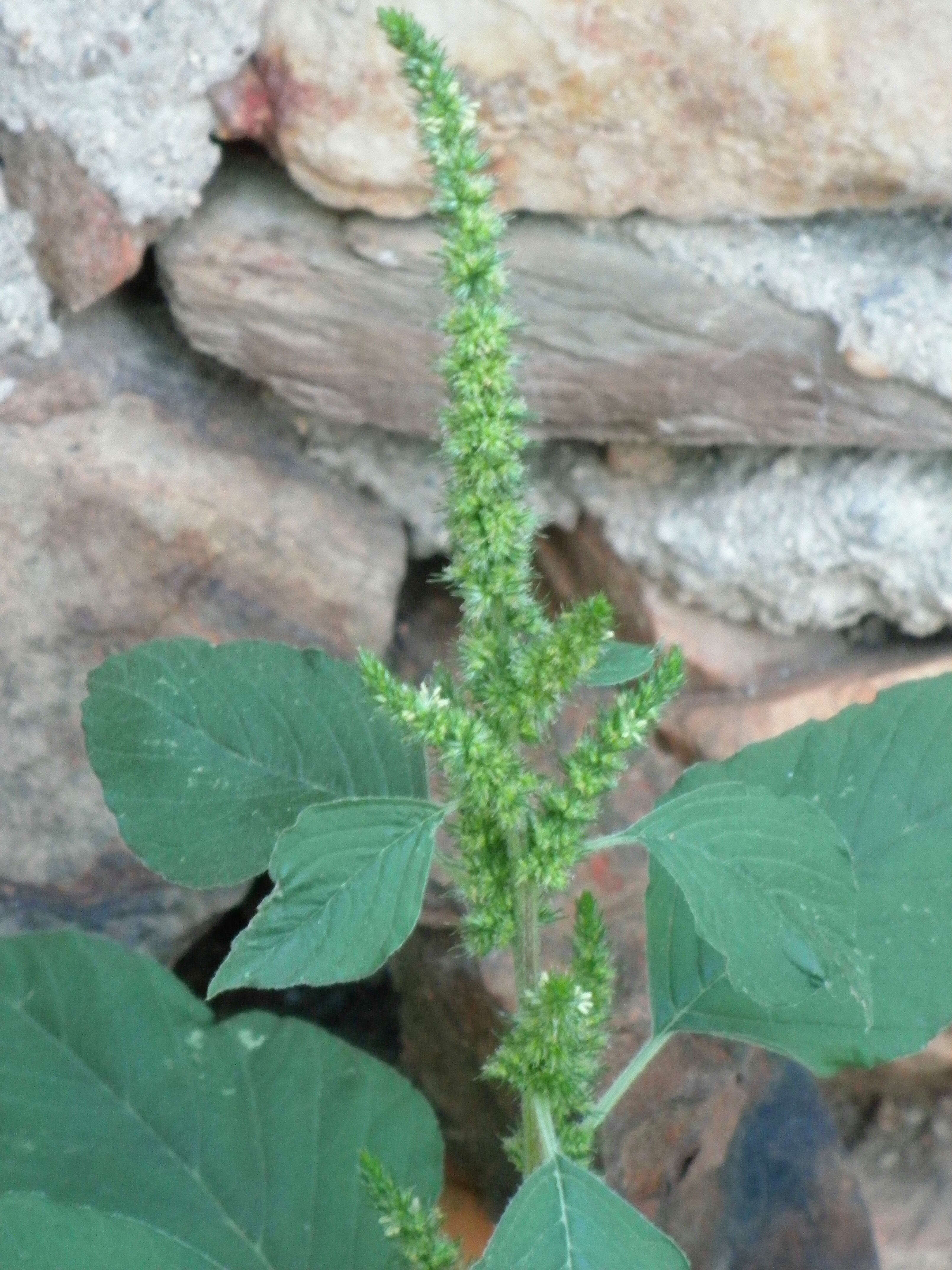 Image of redroot amaranth