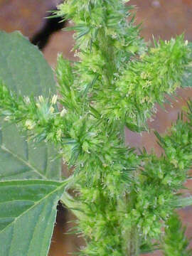 Image of redroot amaranth