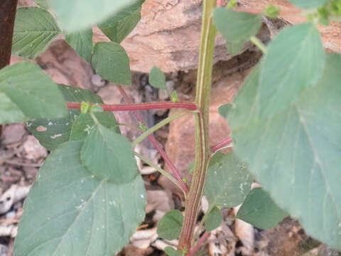 Image of redroot amaranth