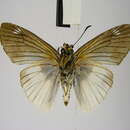 Image of Efulen Paradise Skipper