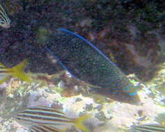 Image of Blue Spotted Wrasse