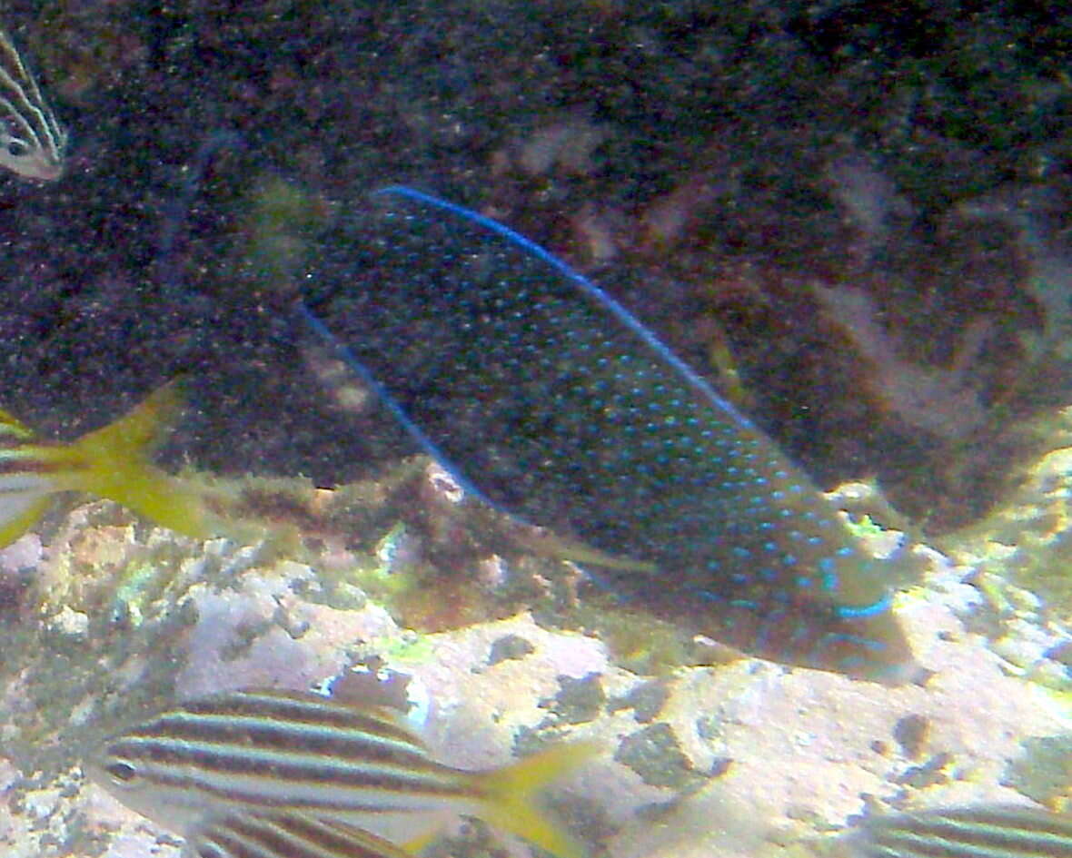 Image of Blue Spotted Wrasse