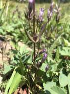 Image of autumn dwarf gentian