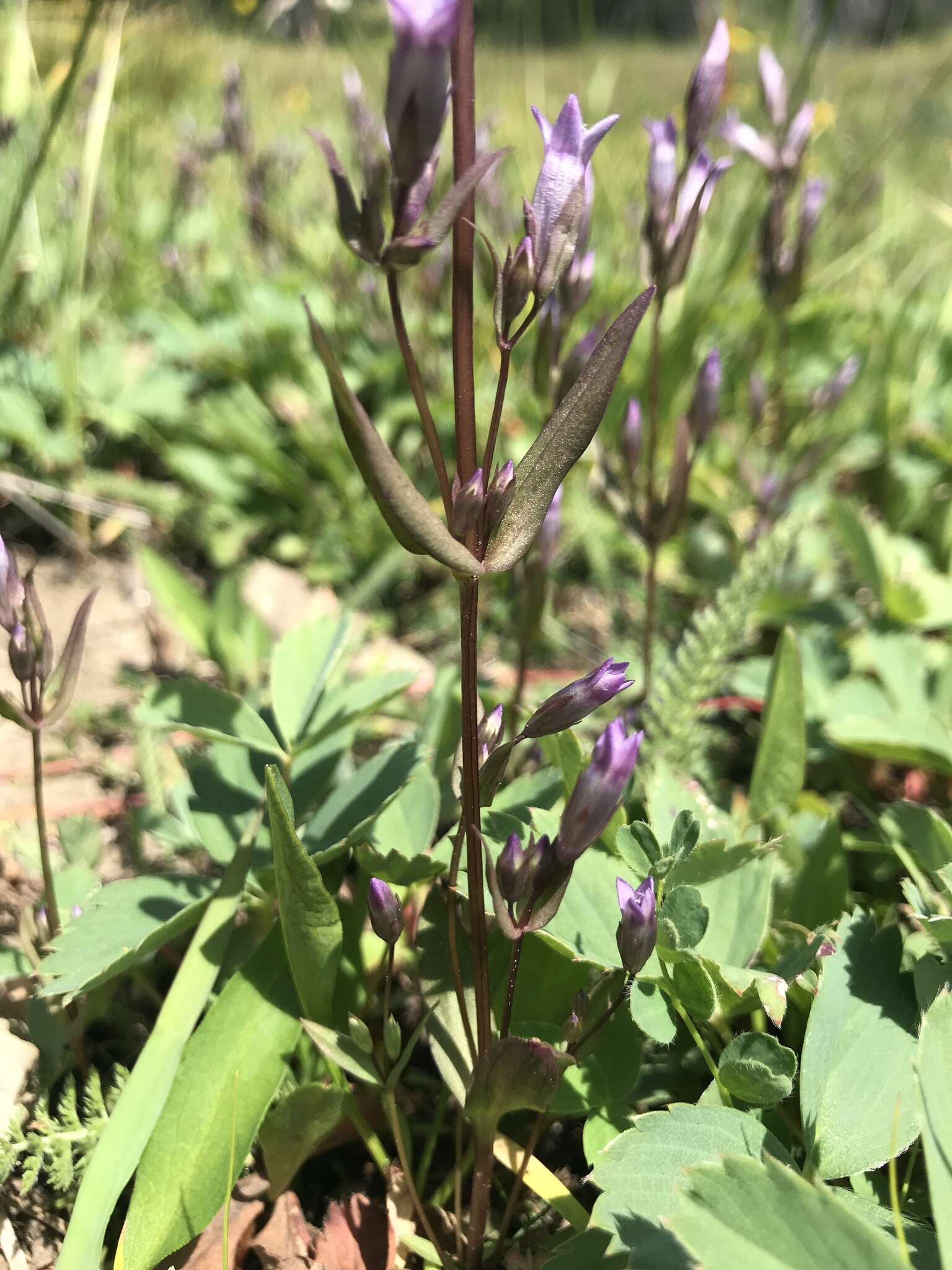 Image of autumn dwarf gentian