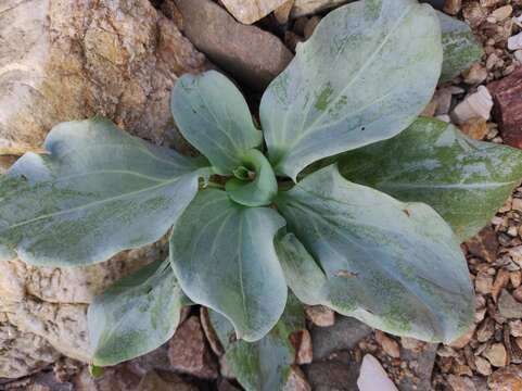 Image de Mertensia maritima subsp. maritima