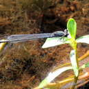 Image of Purple Bluet