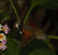 Image of Macroglossum neotroglodytus Kitching & Cadiou 2000