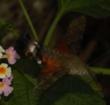 Image of Macroglossum neotroglodytus Kitching & Cadiou 2000