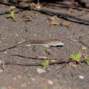 Image of Many-lined Whiptail