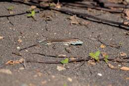 Image of Many-lined Whiptail