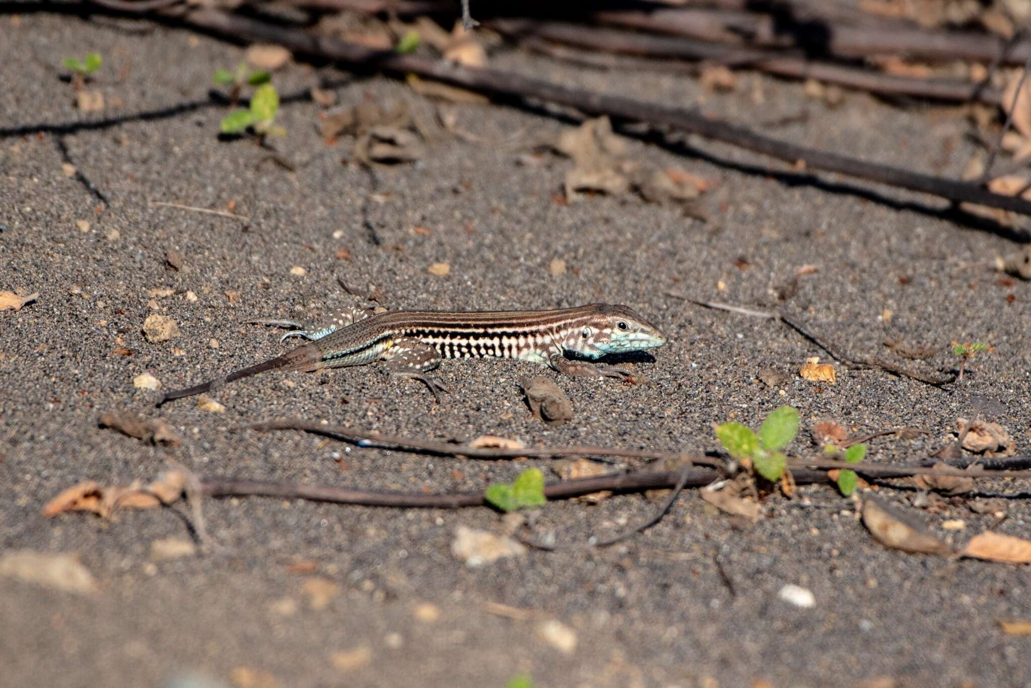 Image of Many-lined Whiptail