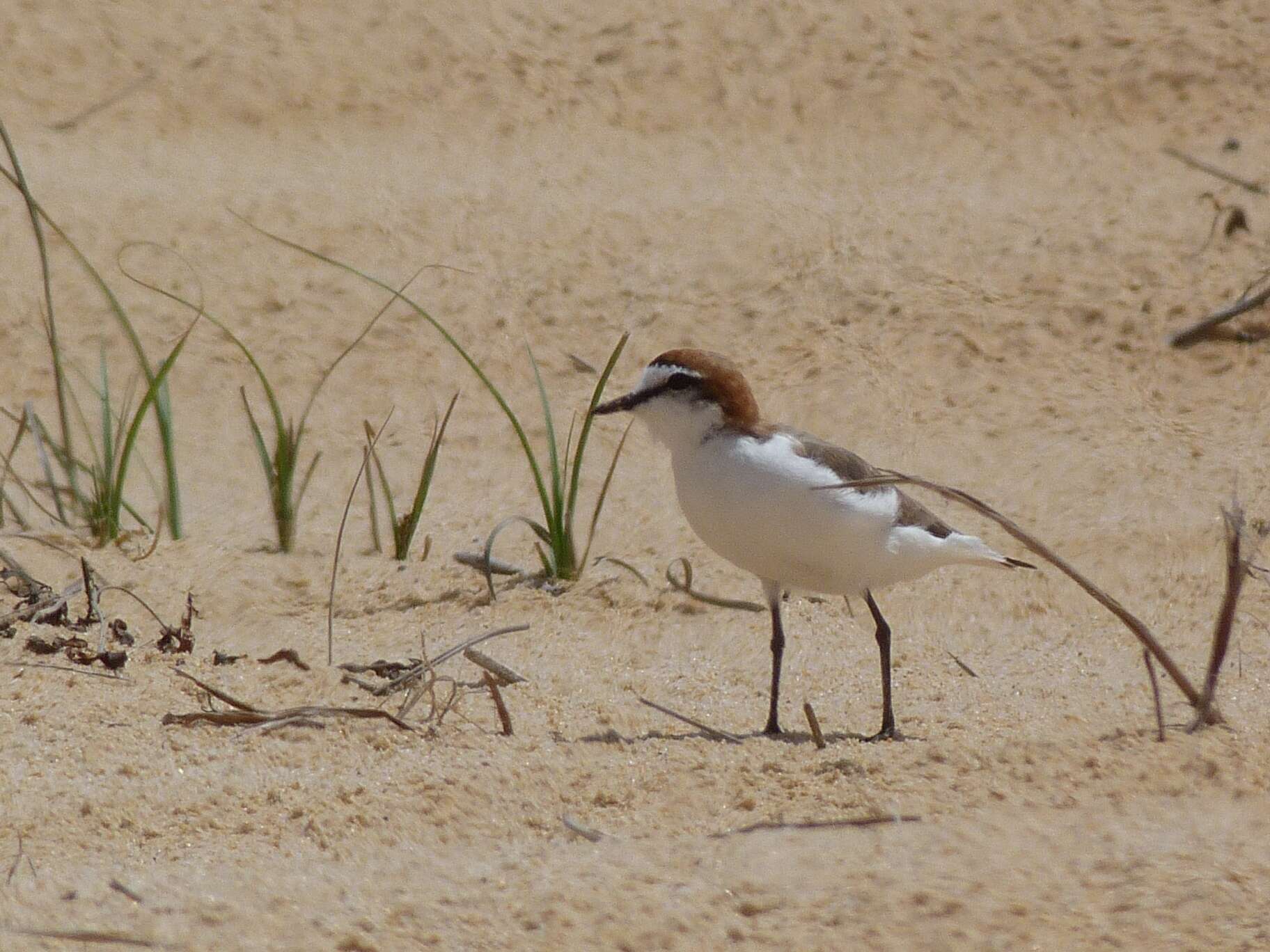 Image of Red-capped Dotterel