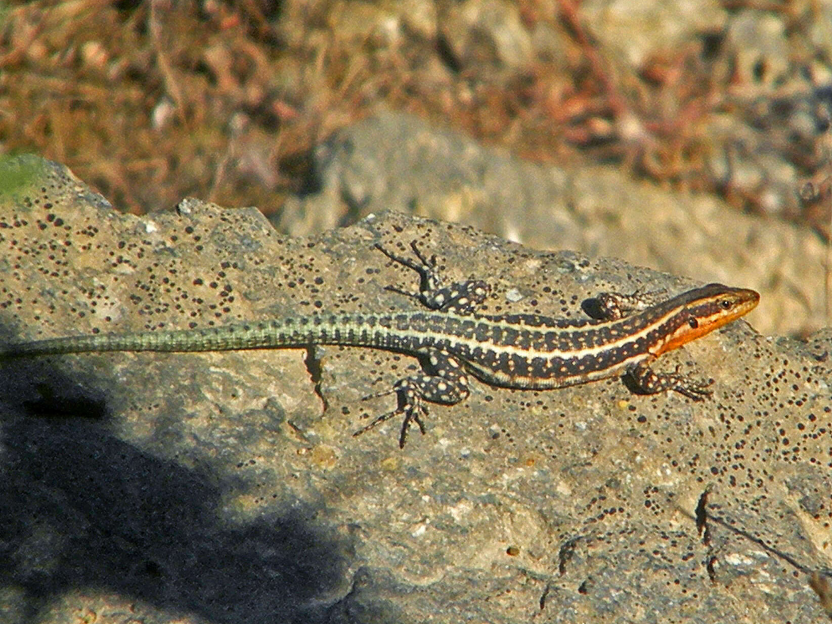 Sivun Anatololacerta anatolica (Werner 1900) kuva