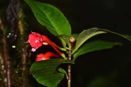 Plancia ëd Fuchsia macrostigma Benth.