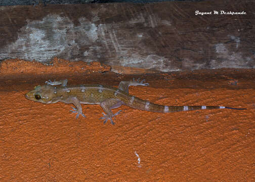 Image of Bombay Leaf-toed Gecko