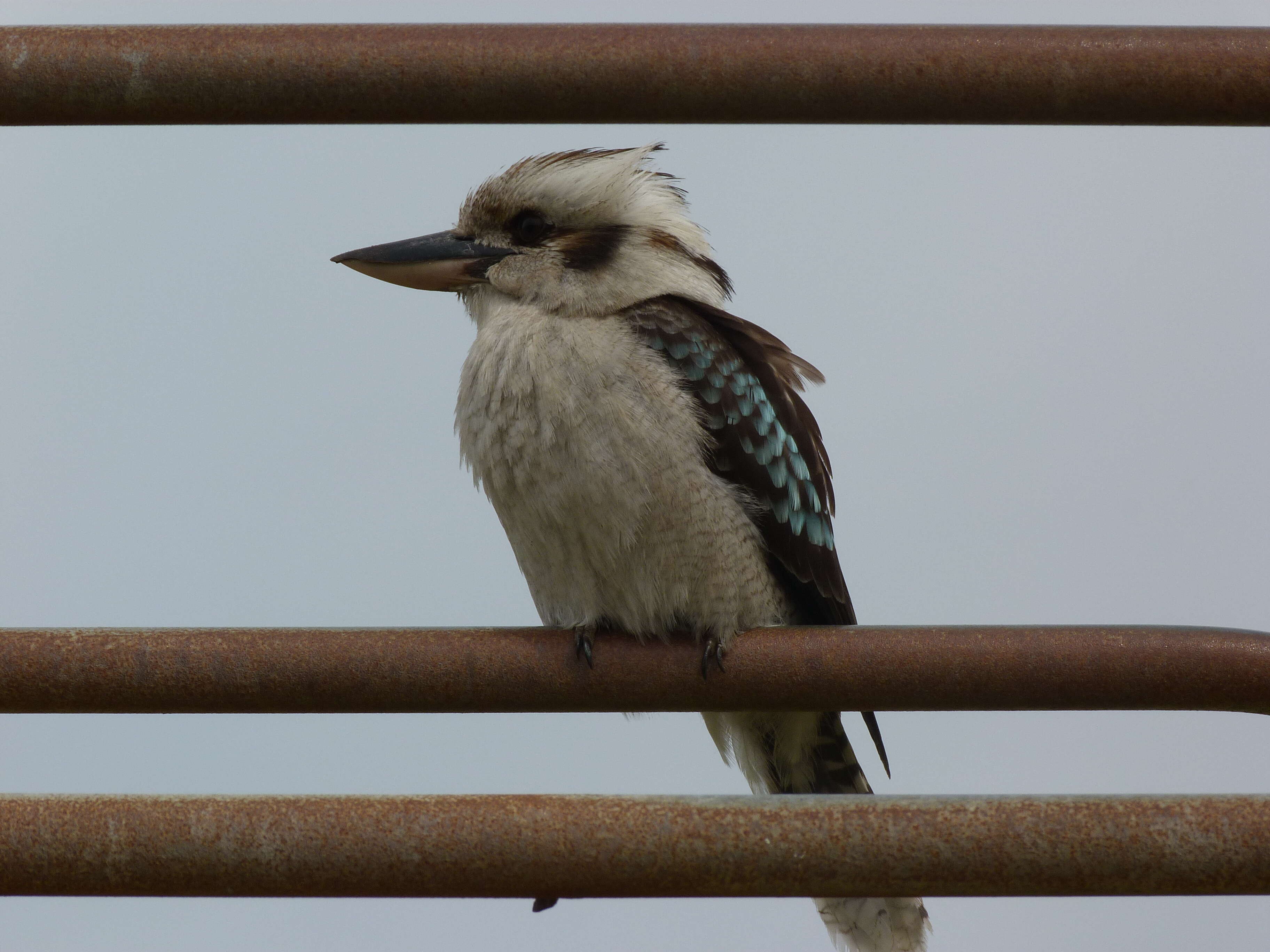 Image of Kookaburra