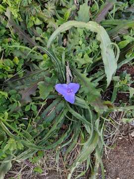 Image of Tharp's spiderwort