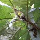 Image of Solanum cernuum Vell.