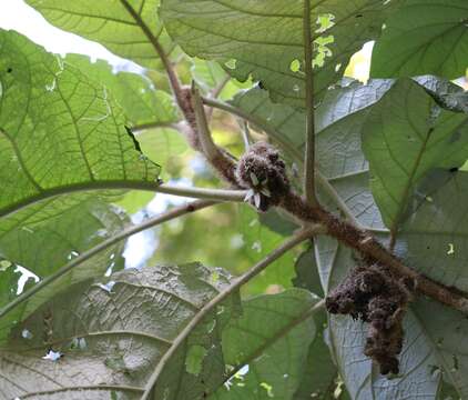 Image of Solanum cernuum Vell.