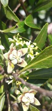 Image of Quillaja brasiliensis (A. St. Hilaire & Tulasne) C. Martius