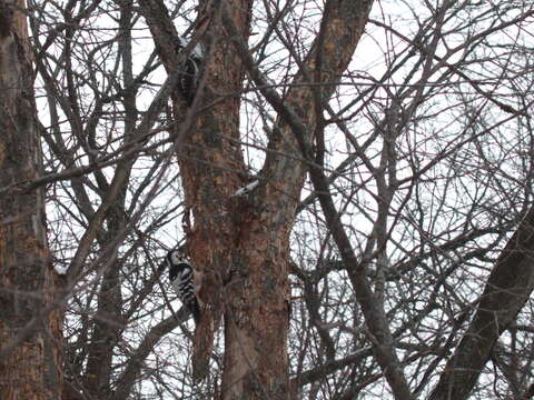 Image of Eurasian Three-toed Woodpecker