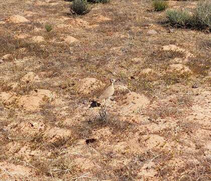 Image of Burchell's Courser