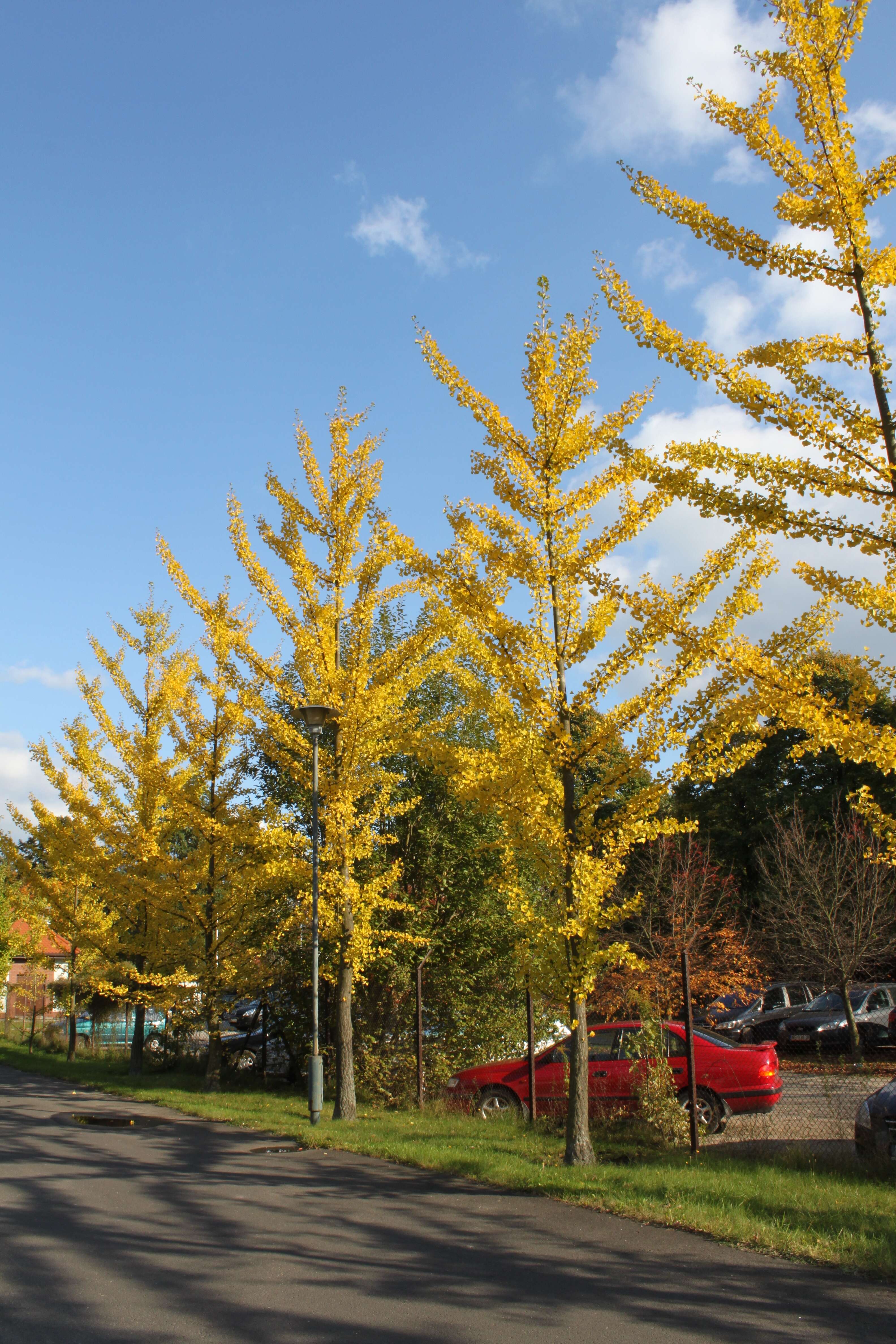 Image of Ginkgoopsida