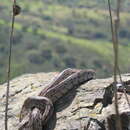 Image of Ladder Snakes