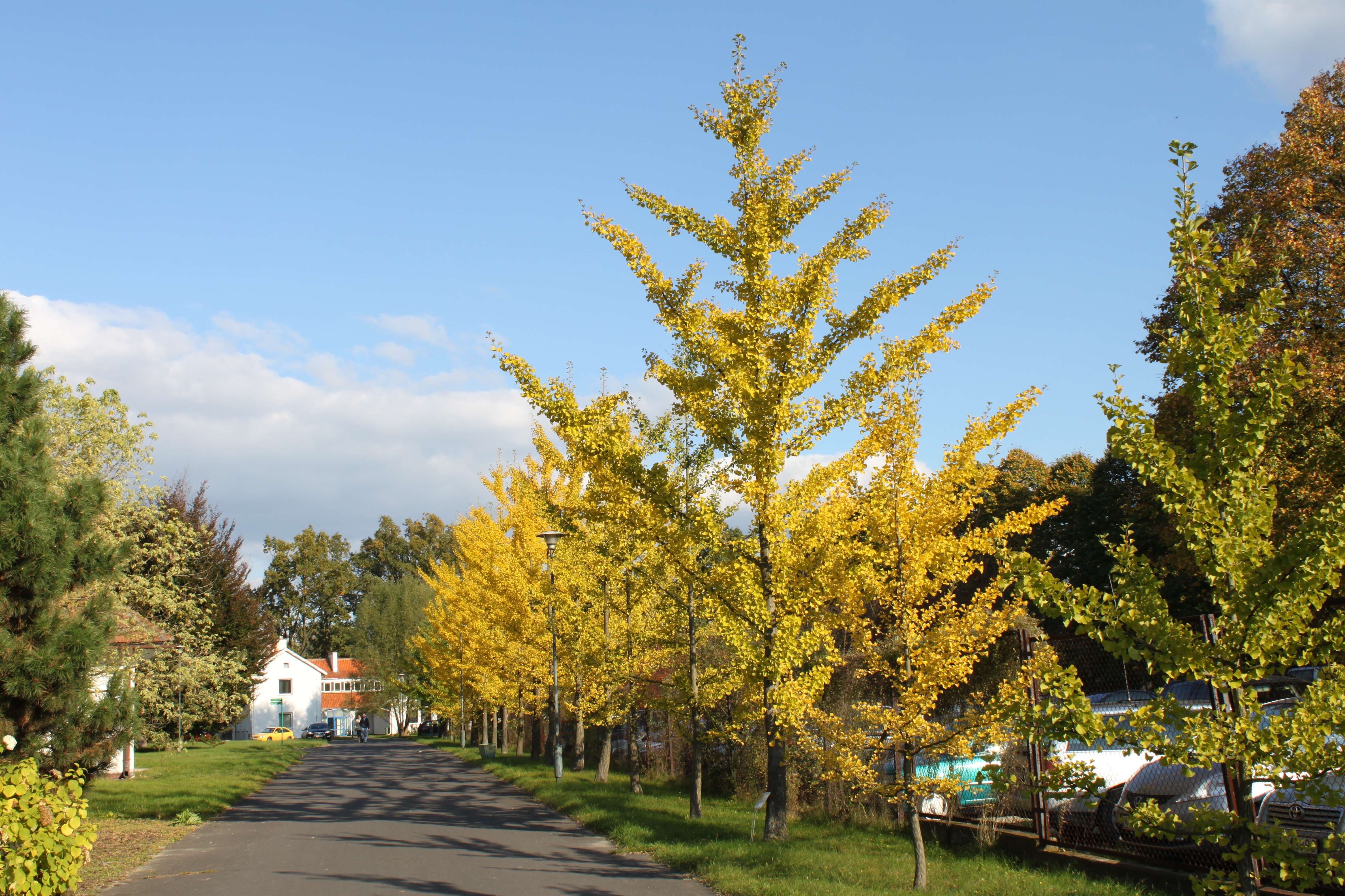 Image of Ginkgoopsida