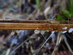 Gloiocephala phormiorum E. Horak & Desjardin 1994的圖片