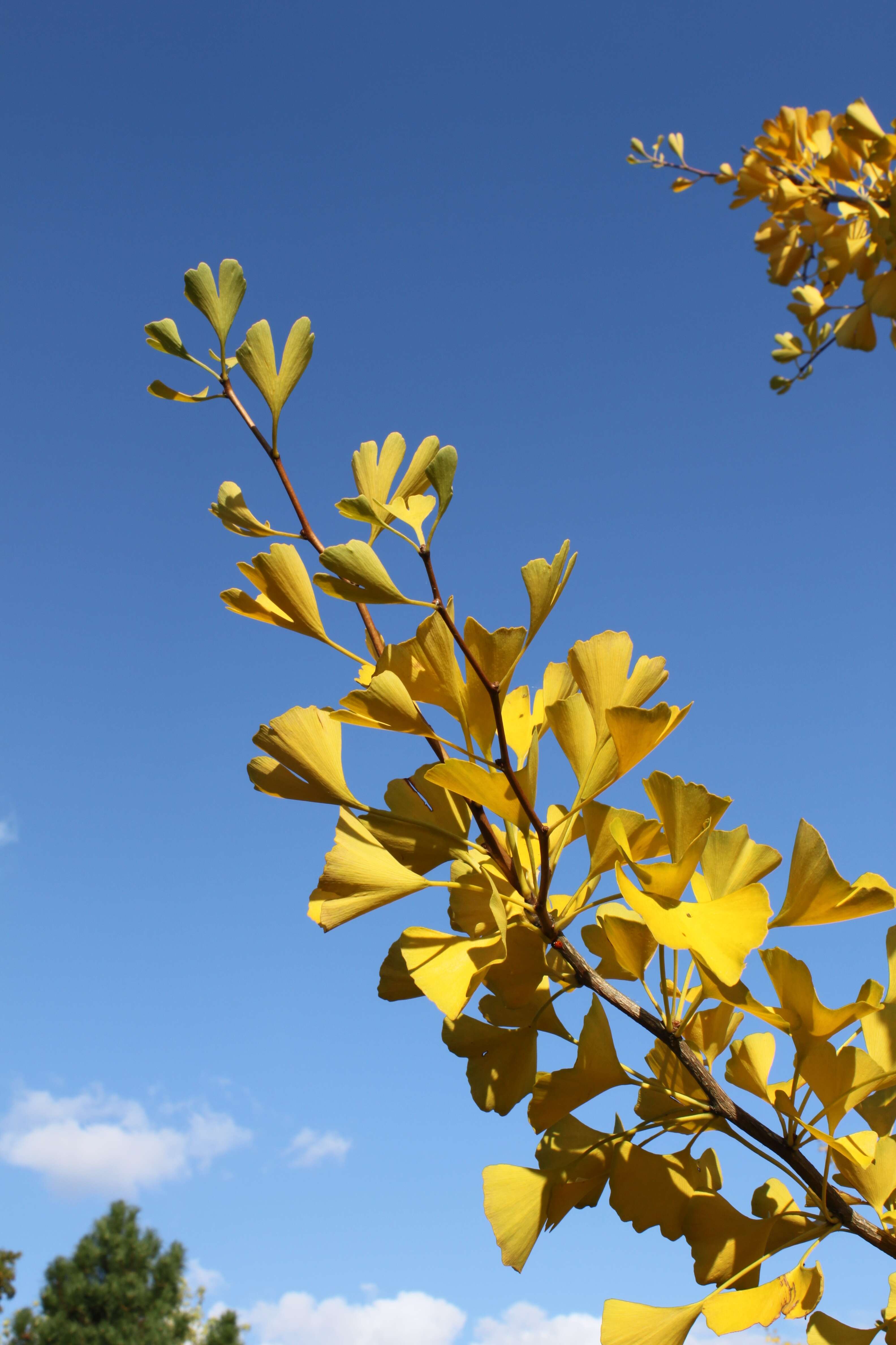 Image of Ginkgoopsida