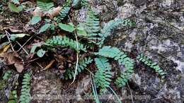 Plancia ëd Polystichum craspedosorum (Maxim.) Diels