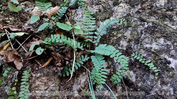 Image of Polystichum craspedosorum (Maxim.) Diels