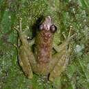 Image of Borneo Splash Frog