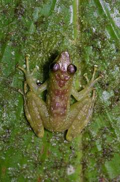 Image of Borneo Splash Frog