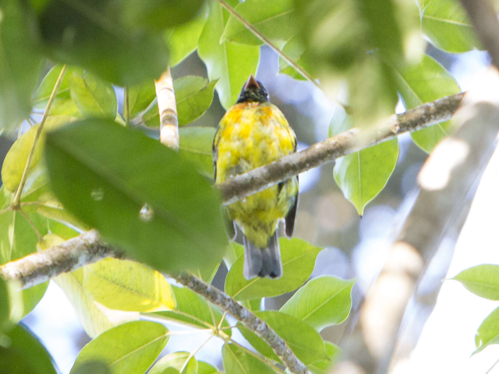 Image of Handsome Fruiteater