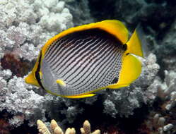 Image of Black-back Butterflyfish