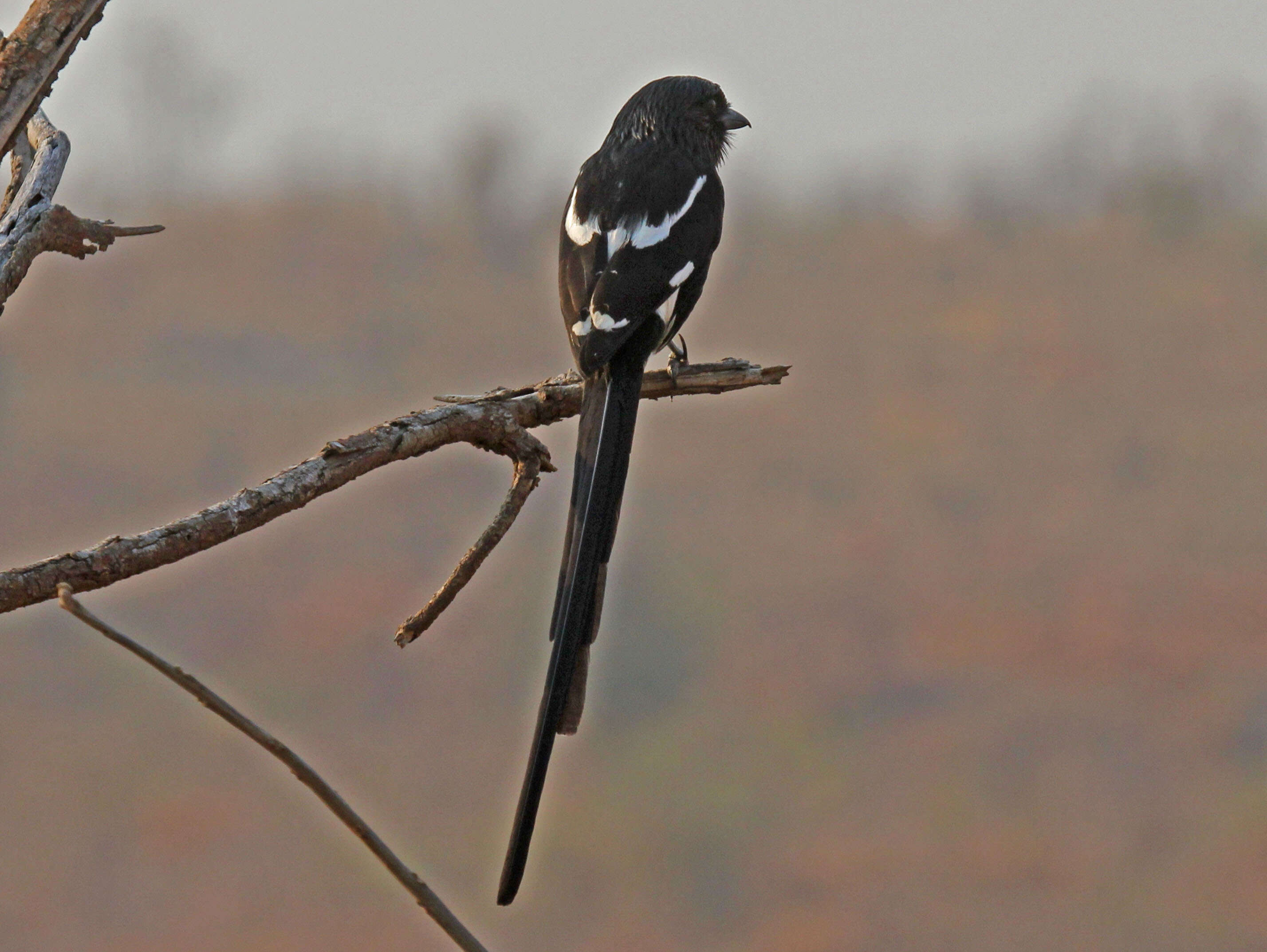 Image of true shrikes