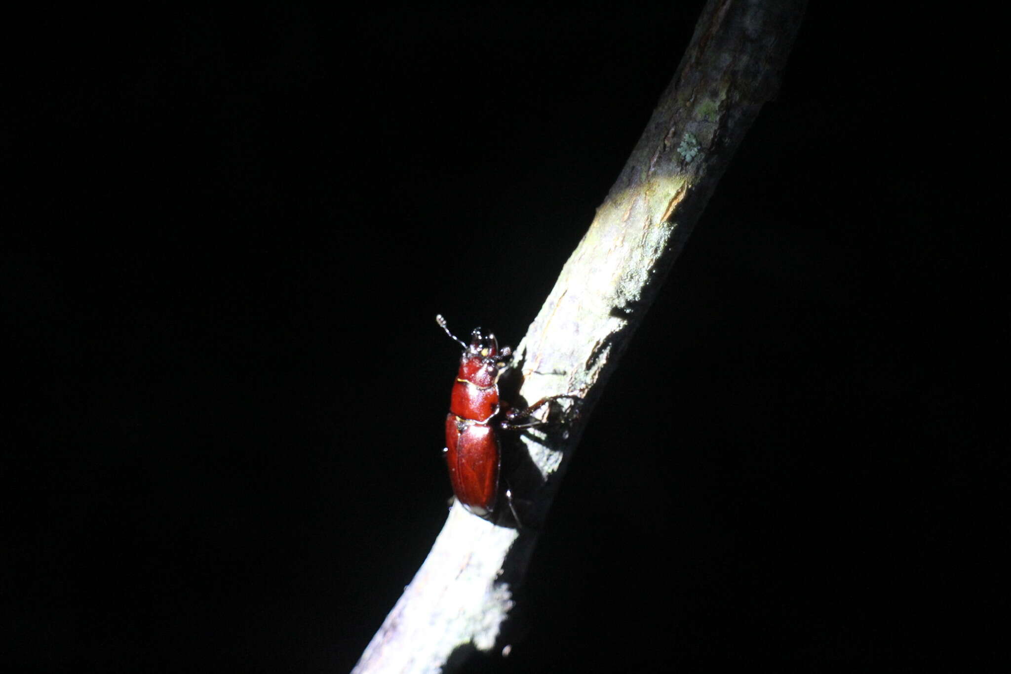 Image of Prismognathus piluensis Sakaino 1992