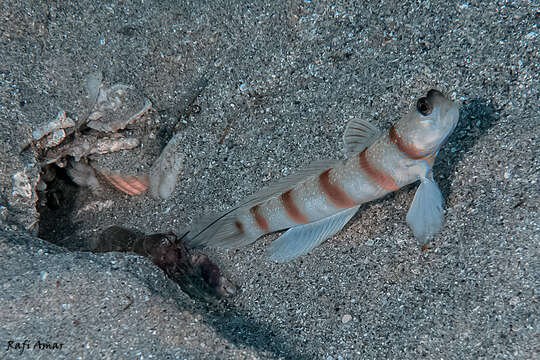 Image of Magnus&#39; prawn-goby